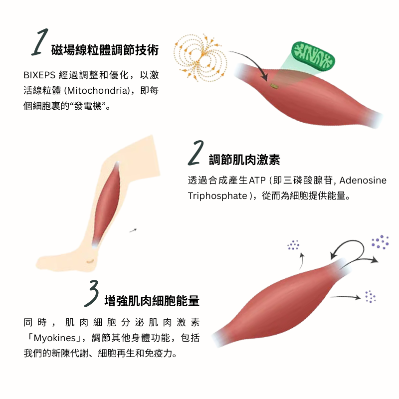 BIXEPS Muscle Magnetic Mitohomesis Therapy (1 session)